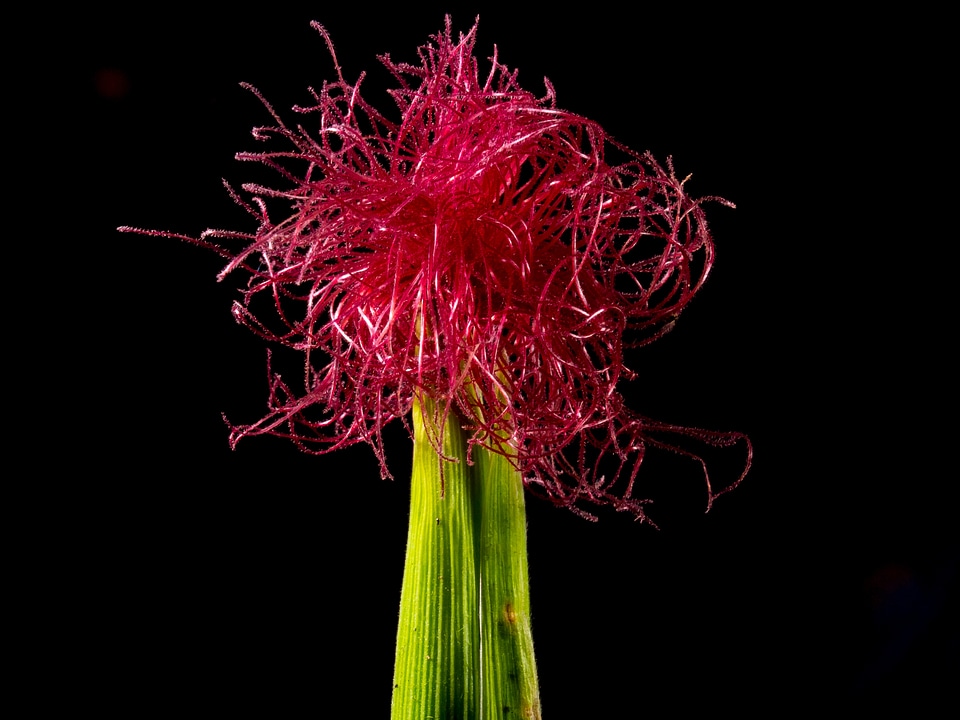 Corn flower blooming corn red