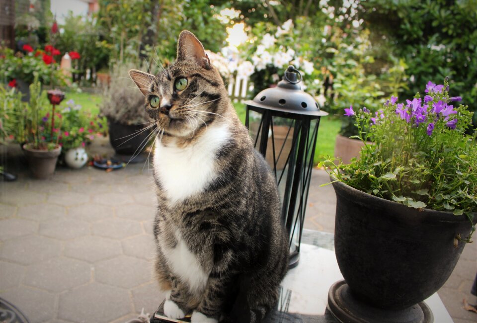 Pet garden park
