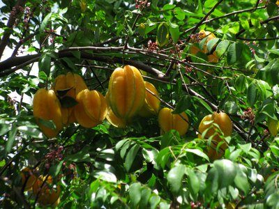 Nutrition fresh tropical