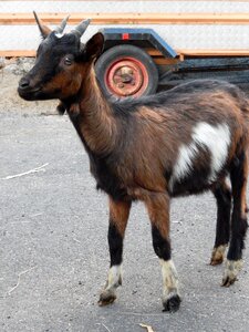 Animal farm goat photo
