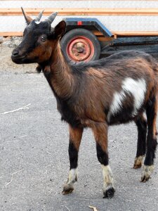 Animal farm goat