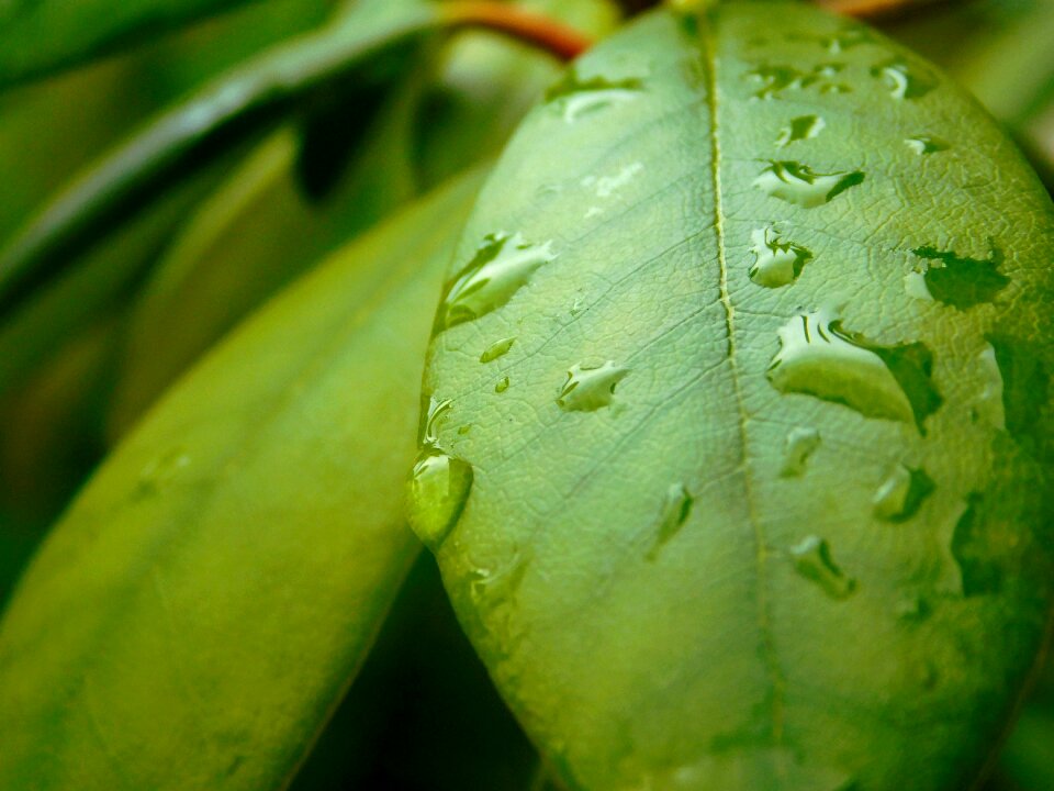 Green nature raindrop