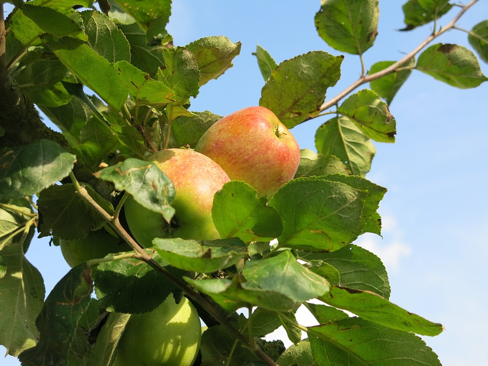 Harvest health fruit