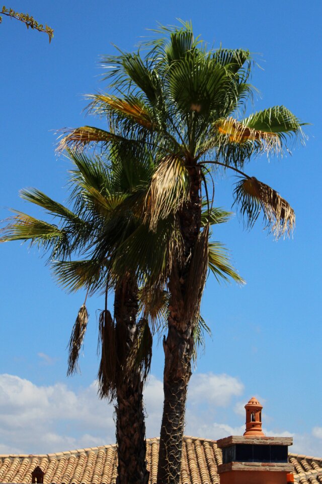 Palm vacation summer