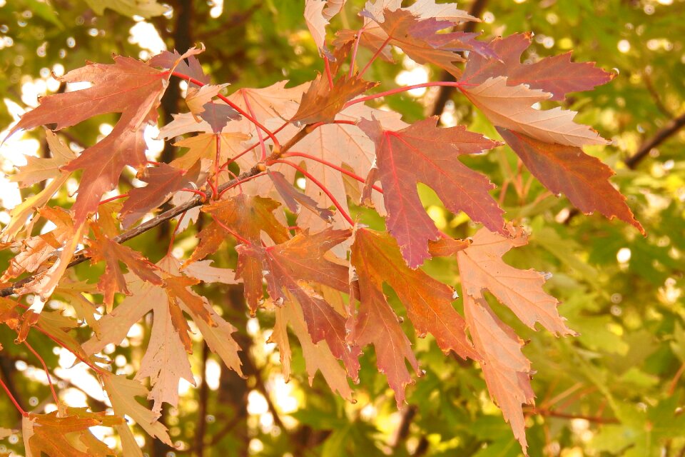 Colorful leaves fall color emerge