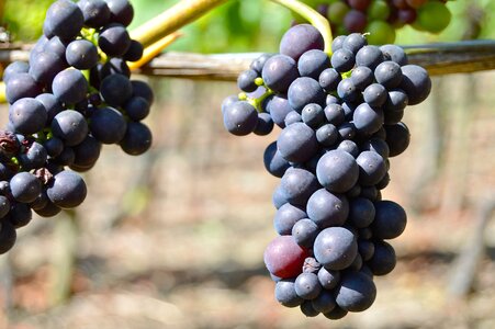 Grape close up vine