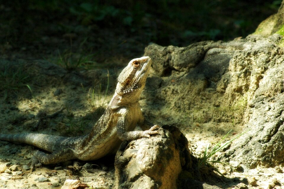 Bearded dragon photo