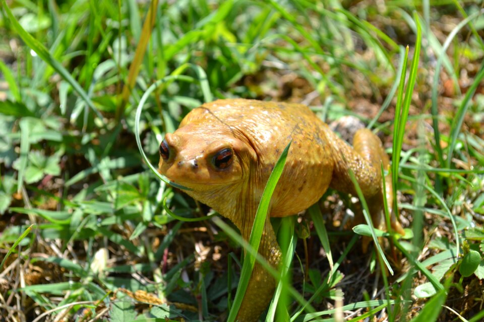 Amphibian grass summer