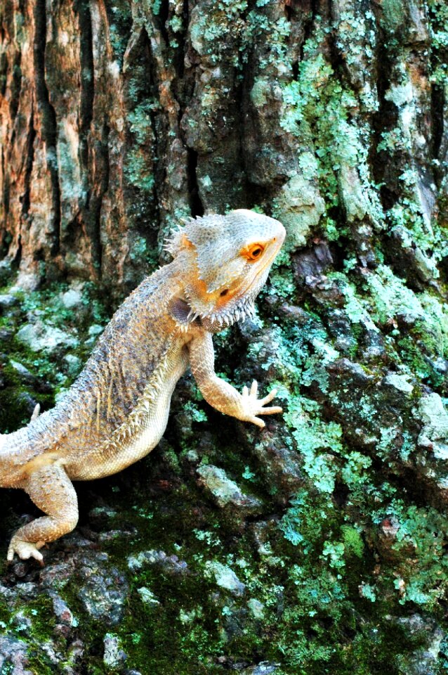 Reptile animal