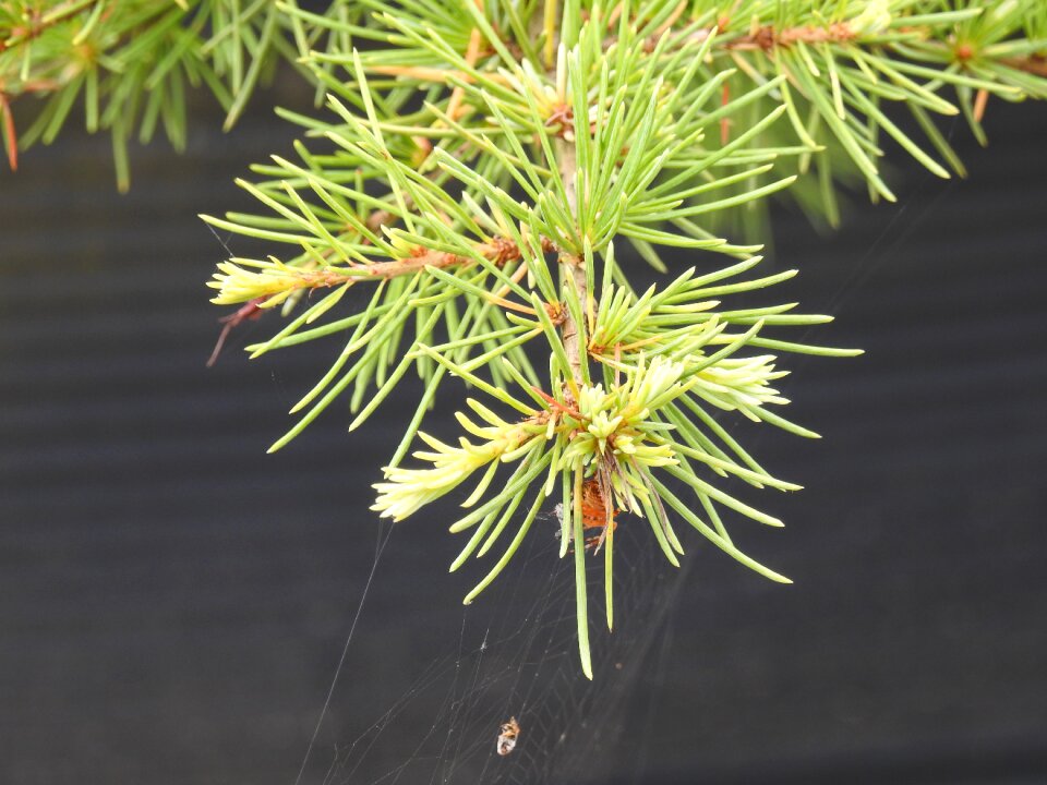 Plant branch close up
