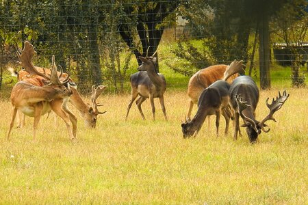 Deer park fallow deer enclosure