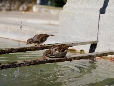 Fountain drink birds