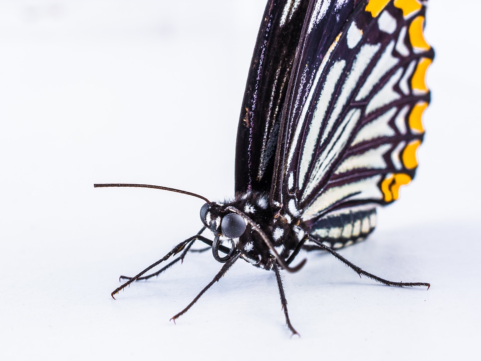 Butterfly insect Free photos
