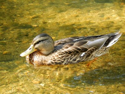 River duck water courses