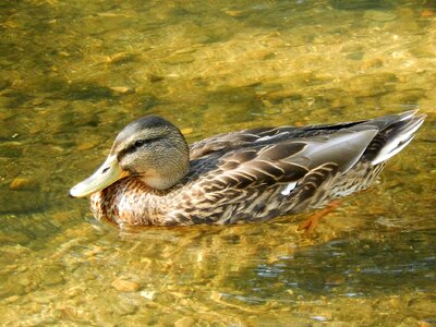 River duck water courses photo