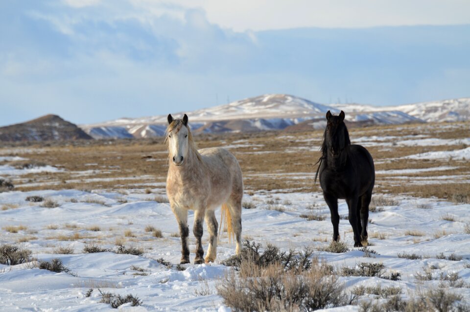 Equine freedom photo