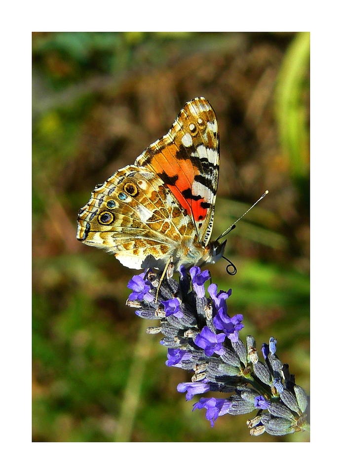 Edelfalter lavender flower