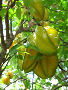 Nature tree exotic