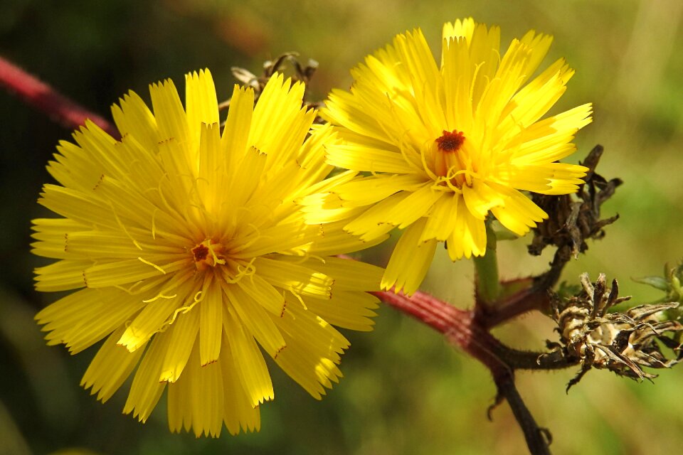 Pointed flower yellow flowers yellow wild flowers