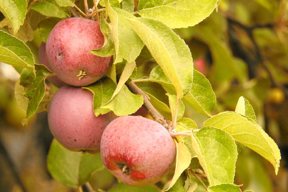Fruits ripe browned