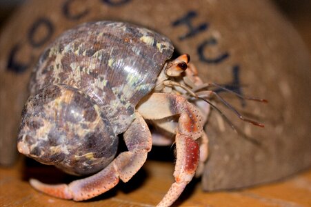 Shell mottled marine