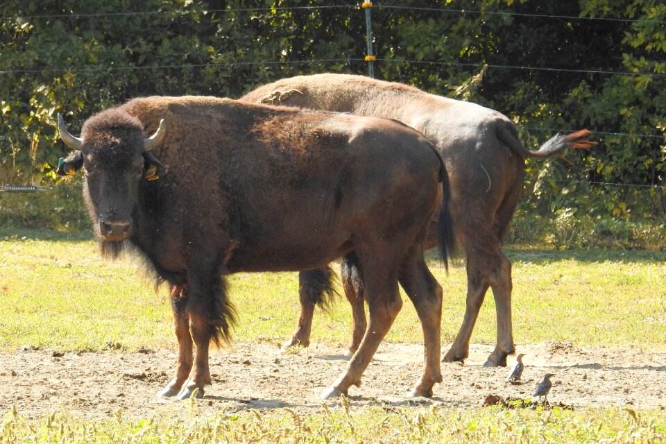 American buffalo wild cattle deer park