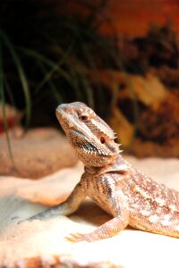 Bearded brown dragon photo