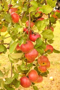 Ripe kernobstgewaechs fruits