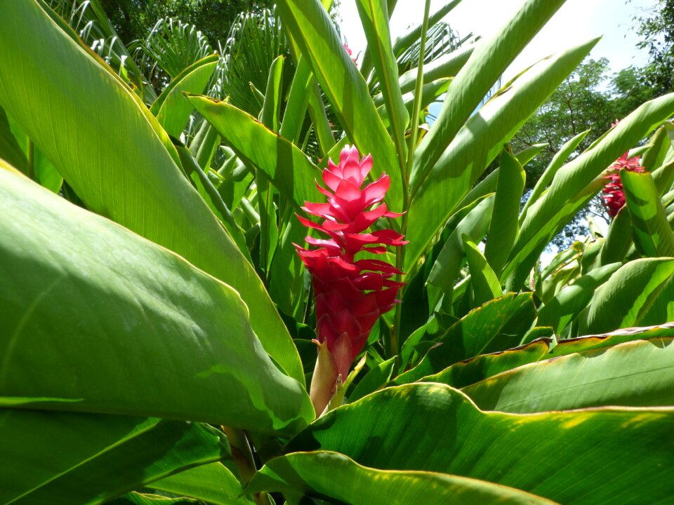 Nature blossom bloom
