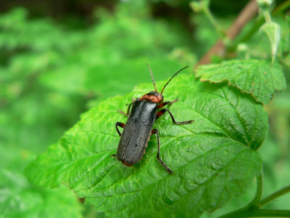Insect macro nature