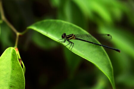 Dragonflies green nature