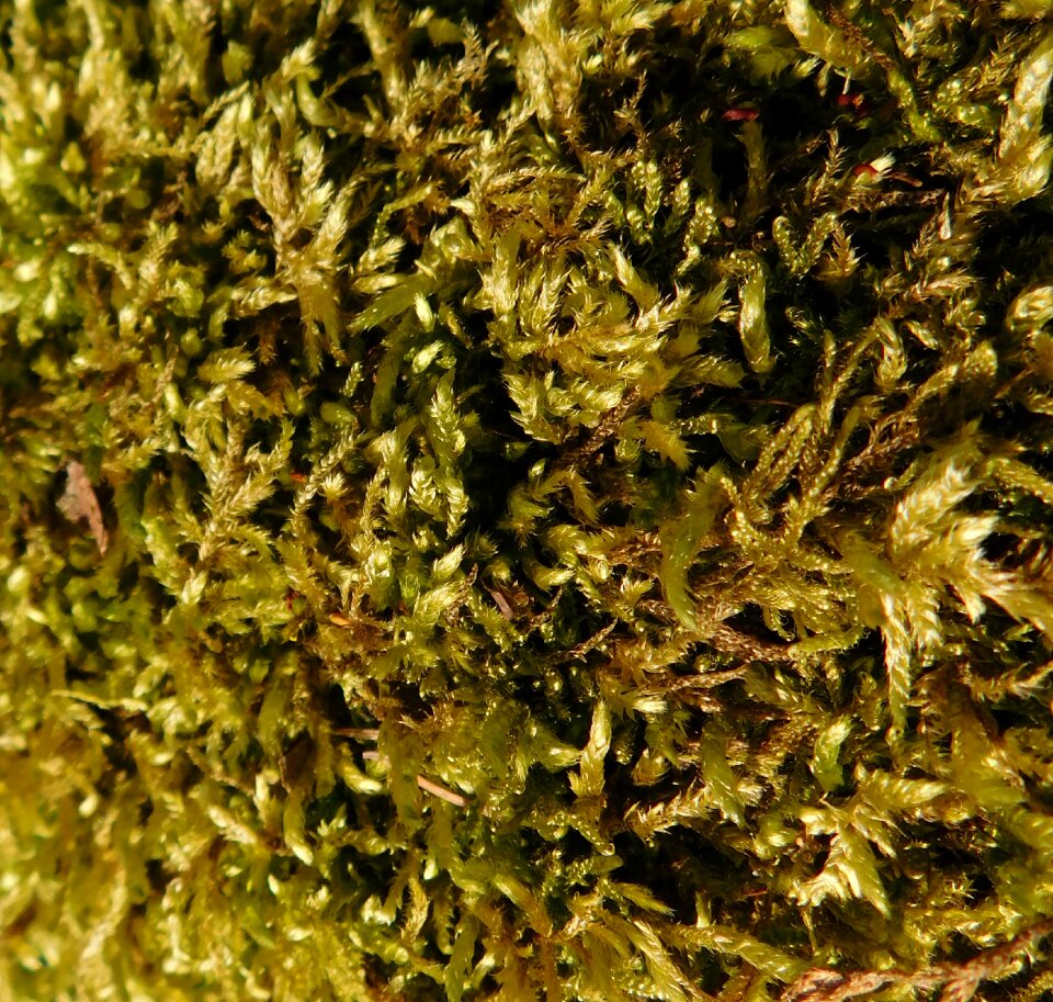 Plant wild plant close up