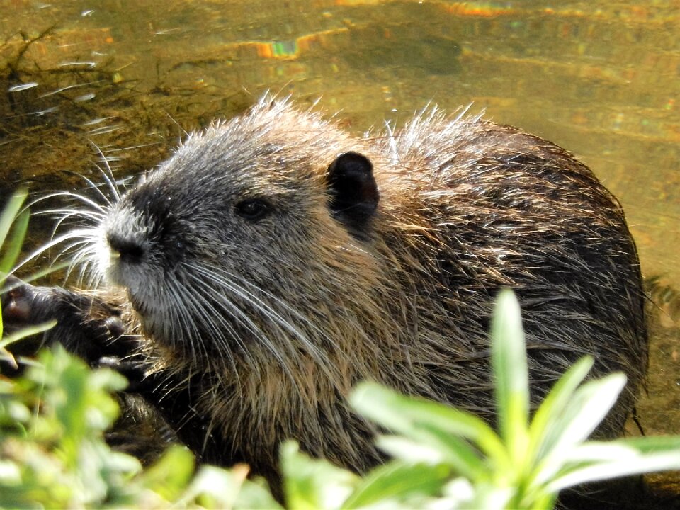 River water rat wild animal