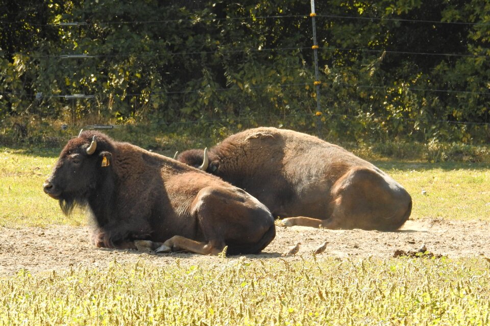 American buffalo wild cattle deer park