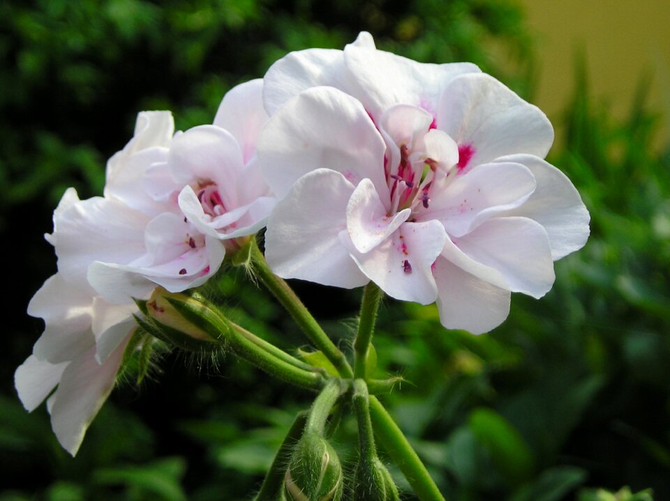 Flowers bellagonie tender