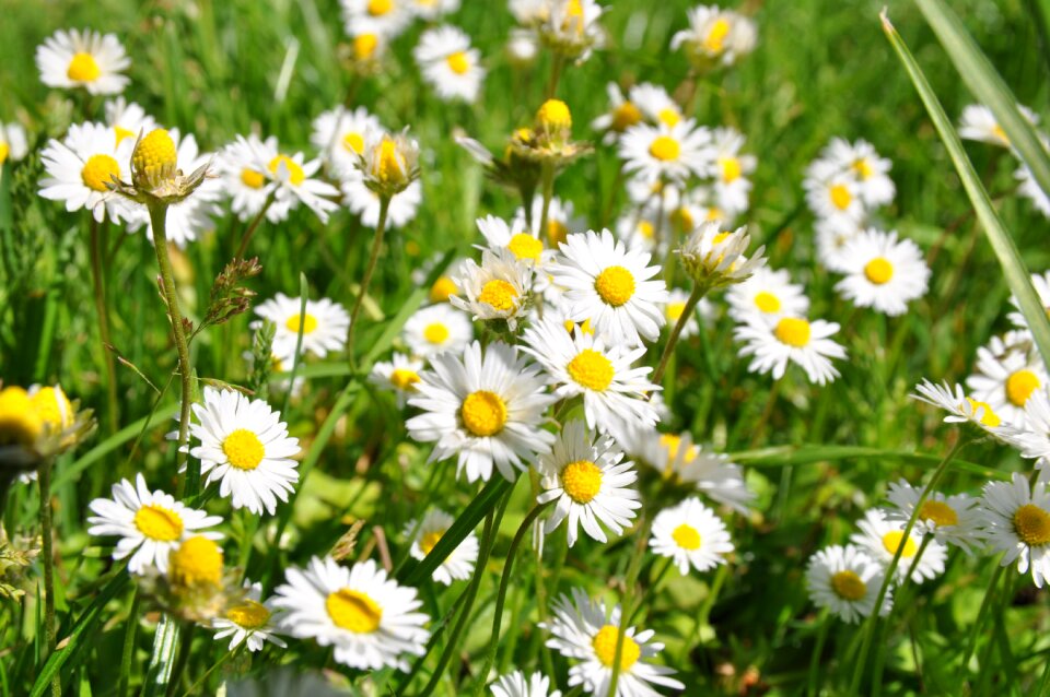 Flowers flower meadow nature