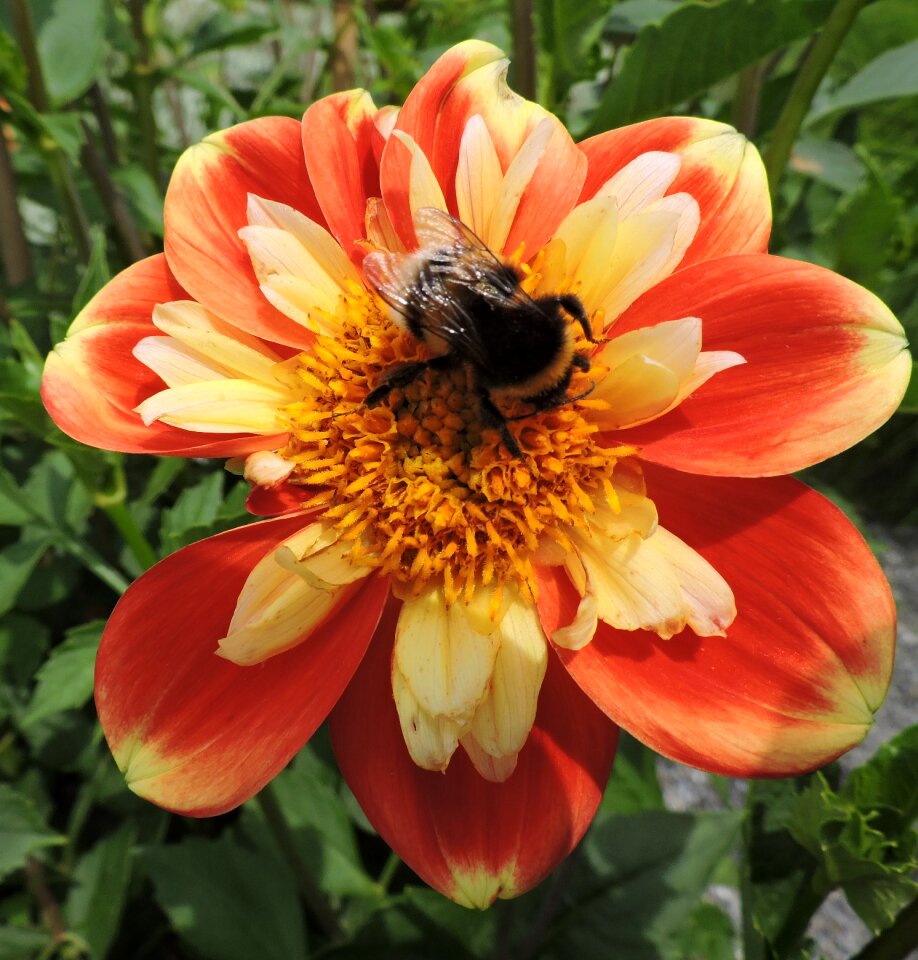 Red yellow garden