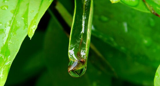 Raindrop drip plant