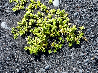Nature lava beach