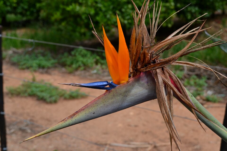 Flower bird of paradise