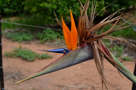 Flower bird of paradise photo