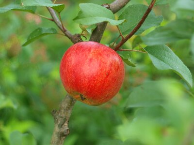 Ripe fresh fruit