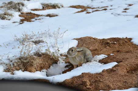 Wildlife nature blue rabbit
