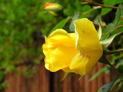 Flowers rose yellow photo
