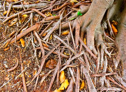 Tree branches plants bark
