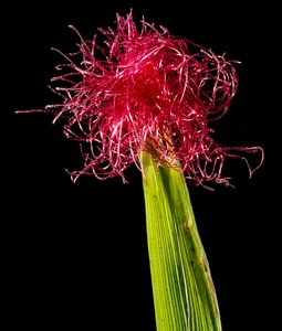 Corn flower blooming corn red