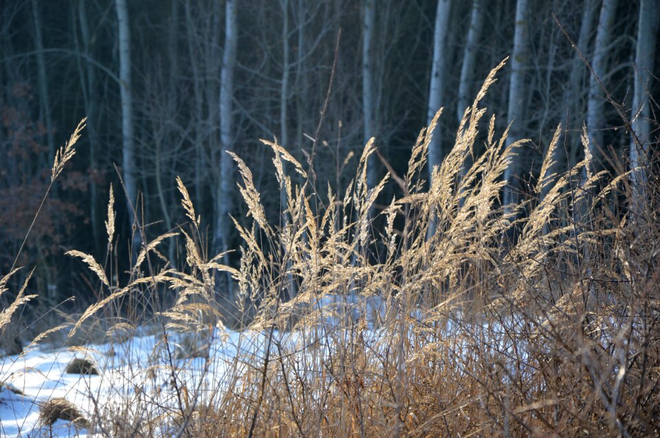 Grass frost dry grass
