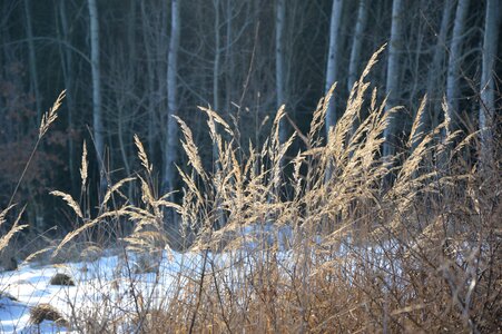Grass frost dry grass