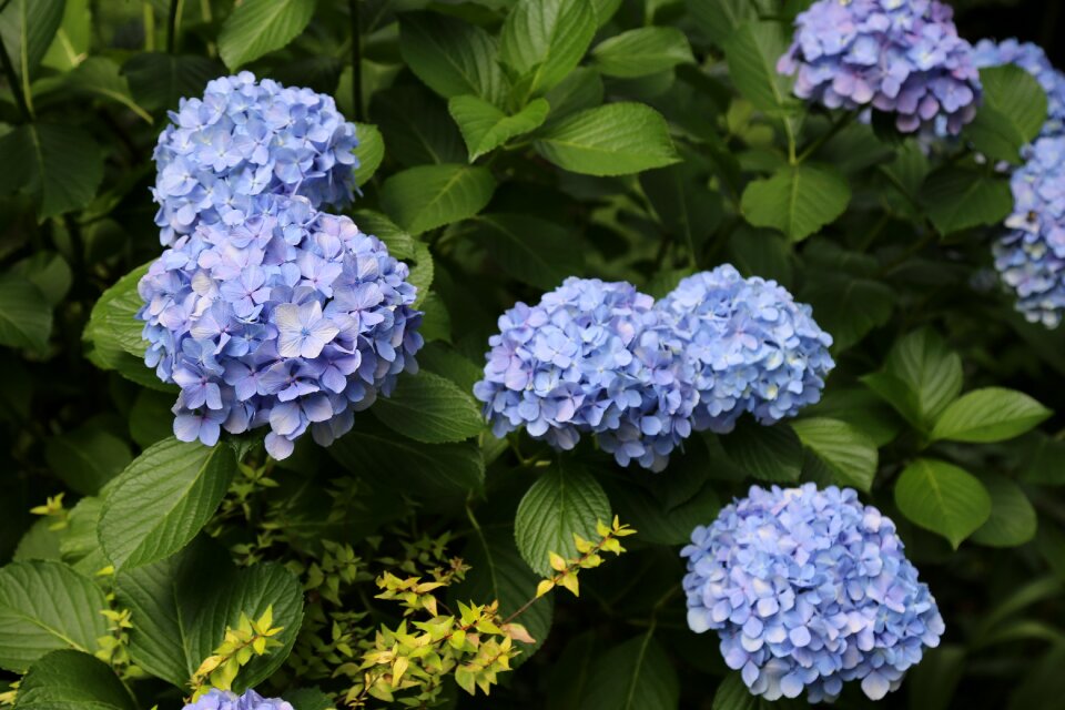 Hydrangea flowers and plants flower