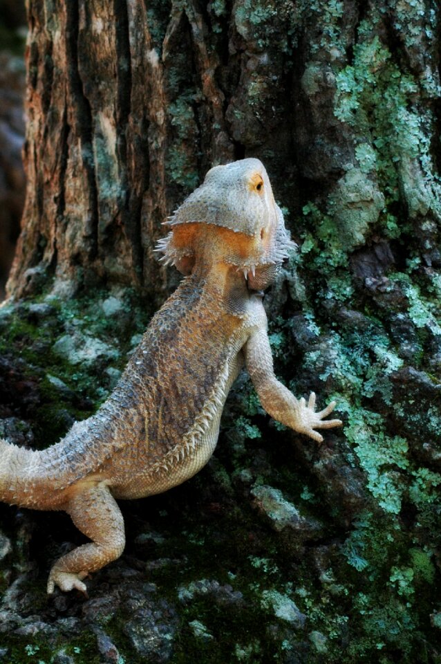 Bearded dragon photo